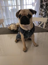 Ropa vaquera de XS-2XL para perro, abrigo para perros, ropa de cachorro, pantalones vaqueros para perro, chaqueta, chaleco abrigo para perro, trajes para cachorro, ropa para gato