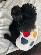 Costume Puppy-Clothes Love-Rainbow-Vest PETCIRCLE Pet-Cat Dog Winter New Fit And Four-Color