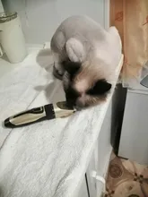 Cortadora de pelo eléctrica profesional para mascotas, máquina de aseo recargable para cortar el pelo de animales, afeitadora para perros y gatos