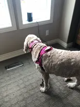 Arnés ajustable para perros medianos y grandes, chaleco reflectante de entrenamiento para caminar, sin tirones, para mascotas