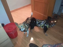 Chaqueta para perro impermeable de invierno, diseño de camuflaje, chaqueta de perro pequeño, Chihuahua, Yorkie, tienda de mascotas, XS-L