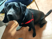 Arnés de nailon sin tirones para perro, arneses de perro mascota ajustables, chaleco para perros medianos y grandes, Pitbull Bulldog, Pastor Alemán, S-XL, negro