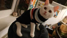 Ropa con patrón de moda para gatos, Linda sudadera de Reno para gato Sphinx, disfraz cálido de invierno para Kindi, sudadera de tejido de punto Mascotas