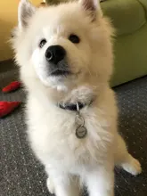 Pet-Accessories Pendant Puppy Pet-Id-Tags Engraved Address-Collar Cat Personalized Dog