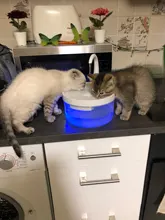 Fuente de Gato de 2L con luz azul, dispensador de agua automático alimentado por USB, alimentador de gatos, filtro de bebida para gatos y perros, proveedor de mascotas
