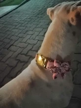 Dog-Accessories Collars Engraved Pet-Puppy Printed Custom Personalized Fashion Nylon