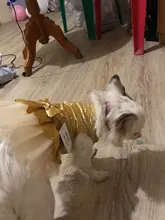 Dog-Dress Dogs-Skirt Princess Dog Summer Dot for York