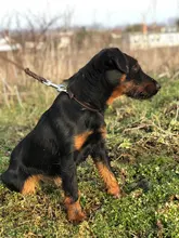 Pawstrip grabado Collar de perros de piel sintética Etiqueta de mascota Collar para perros Bulldog francés Pitbull, perro grande Collar de cachorro.