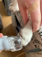 Perro tijeras de uñas para uñas Clippers de aseo de tijeras para garras de gato y perro productos con luz Led de tijeras de uñas SD