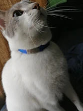 Collar personalizado con identificación de gato, Collar de seguridad para perros pequeños, con grabado de nailon, ajustable, para cachorros y gatitos