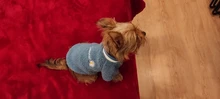 Pet-Outfits Hoodie Daisy-Letter Yorkies Blue Winter Fashion Cute Boy Velvet Ropa Perro