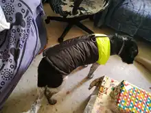 Ropa de invierno para perros, chaleco con cremallera cálido, acolchado e impermeable para mascotas, Carlino y Chihuahua pequeños y medianos
