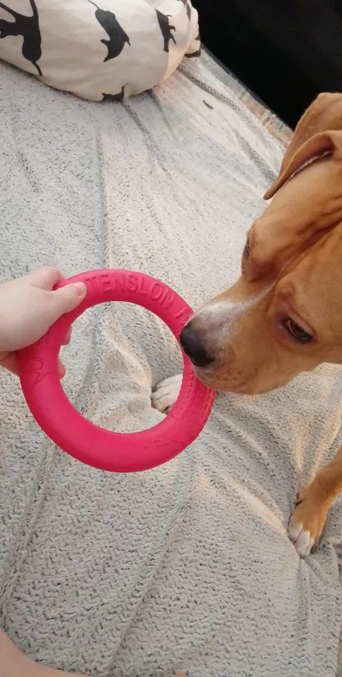 Interactive Dog Toys | Dog Ring Toy | Dog Training Toys photo review