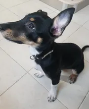 Free Engrave Customized Dog Collar Personalized ID Collar Engrave Name Phone Number Free