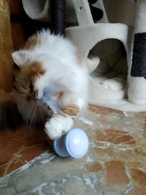 Cat-Toy Smart-Electric-Balance Automatic Pet-Cat Playing Funny Car Usb-Charging