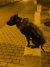 Pet-Dog-Clothes Clothing Walking-Harness Dogs Outdoor Waterproof Large Winter Medium