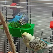 De acero inoxidable de conejos de hierba rata Hamster colgando Rack dispensador de comida alimentador de conejo comedero Hay suministro de juguetes para mascotas