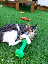 Squeaky Pet Cat Toys for Cats Catnip Plush Cat Toy Plush Kitty Katten speelgoed gatos