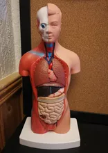 Torso humano cuerpo modelo de anatomía, anatómico médico los órganos internos para la enseñanza Dropshipping. Exclusivo.