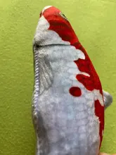 Pet Soft Plush Creative 3D Carp Fish Shape Cat Toy Gifts Catnip Fish Stuffed Pillow Doll