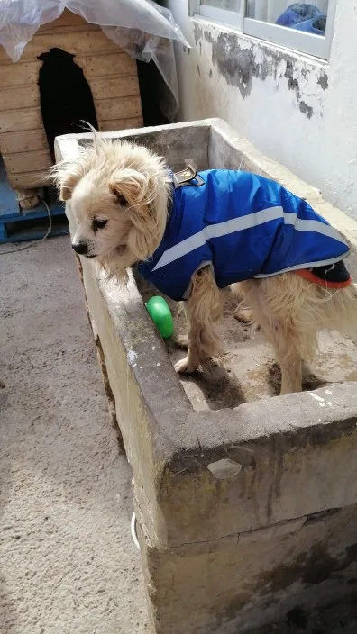 DogMEGA Waterproof Coats for Dog | Warm Jacket for Large Dog photo review