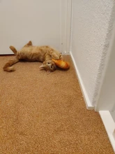 Squeaky Pet Cat Toys for Cats Catnip Plush Cat Toy Plush Kitty Katten speelgoed gatos