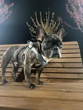 Arnés tipo chaleco sin tirones para perro, correa reflectante para perro pequeño y collar para terrier schnauzer Gato, suministros de entrenamiento para caminar, chihuahua