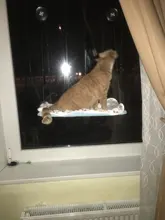 Pet Hammock Bearing Beds-Supplies Seat Hanging-Beds Detachable Pet-Shelf Window-Mount