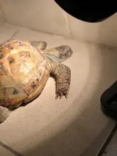 Pet-Heat-Bulb Heating-Lamp Uv-Light Turtle Lizards Mini 25/50/75w-uva Temperature-Controller