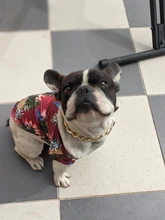 Camisetas de verano para perros, ropa de playa, chaleco para mascotas, camiseta Floral, Hawaiana para gatos pequeños y grandes, Chihuahua