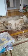 10 unids/lote Mini pequeños juguetes para perros mascotas masticable para perros bola cachorro perro para mascotas juguete cachorros directo de perro de juguete de la bola Bola de productos para mascotas
