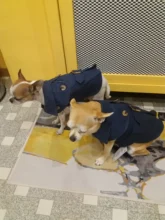 Coat Costumes Hoodies Jacket Puppy Dogs Small British-Style Winter Thicken for Cat-Clothing