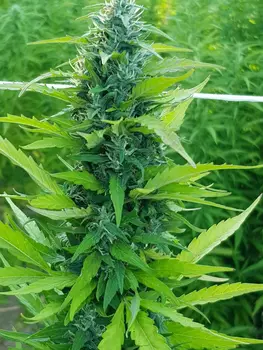 

Inflorescences hemp light high quality, grass legal, cbd,