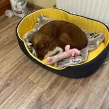 3D Washable Kennel Pet Bed For Dogs Cat House Dog Beds For Large Dogs Pets Products For