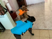 Chaleco salvavidas para perro, chaqueta salvavidas, ropa de baño para perros, traje de baño para mascotas, forma de tiburón