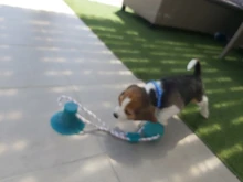 Juguetes de perro interactivo de succión taza de bola goma termoplástica juguetes para mascota o cachorro mordedura Molar juguete elástico cuerdas Limpieza de dientes de perro masticar suministros