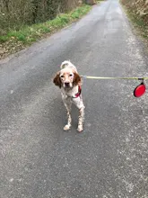 Dog-Bowl Travel Hiking Silicone Collapsible Outdoor 1pc Pawstrip 6-Colors