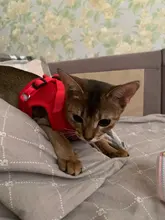 Arnés y correa reflectantes para gato, ropa transpirable a prueba de Escape para mascotas, chaleco ajustable de fácil Control