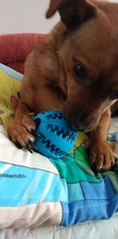 Pelota de goma resistente Extra Juguetes para perros, juguete de pelota interactiva, divertida y elástica, mordedores de juguete para perros, para limpieza de dientes de perro, Bola de comida