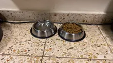 Plate Dog-Bowl Cat-Water-Feeder-Accessories Pet-Food-Container Stainless-Steel Treats