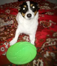 Pet-Ufo-Toys Rubber Interactive-Toy Trainning Flying-Discs Large Dog Small Puppy Fetch