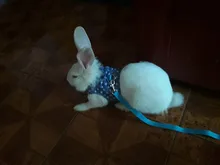 Harness Leash Pets-Accessories Bunny-Mesh Ferret Guinea-Pig Rabbits Hamster Vest Chest-Strap