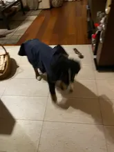 Impermeable para perro mascota impermeable perros grandes ropa de abrigo al aire libre chaqueta de lluvia reflectante Golden Retriever Labrador Husky gran poncho