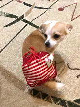 Dog Panties Physiological Pet-Dogs Menstrual-Hygiene Female Puppy Estrus Small Jeans