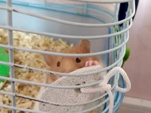 Stone-Chew-Toys Cage-Accessories Hamster Mineral Molar Guinea-Pig Chinchilla Teeth-Grinding