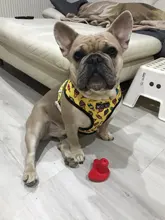Dog-Harness Leash-Set Pets-Puppy No-Pull Dogs French-Bulldog Small Pug Breathable 