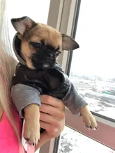 Hoodies Jacket Puppy French-Bulldog Small Dogs Waterproof Dog Chihuahua Winter Autumn