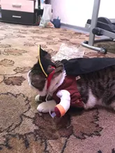 Funny Cat Costumes Pirate Suit Cat Clothes Kitty Kitten Corsair Halloween Costume Puppy