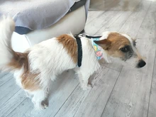 Nylon Dog Cat Harness Printed French Bulldog Harness Puppy Small Dogs Harnesses Vest