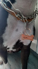 Collar personalizado para mascotas, etiqueta de identificación grabada con nombre de Mascota para gato, cachorro, perro, colgante, llavero, accesorios para mascotas